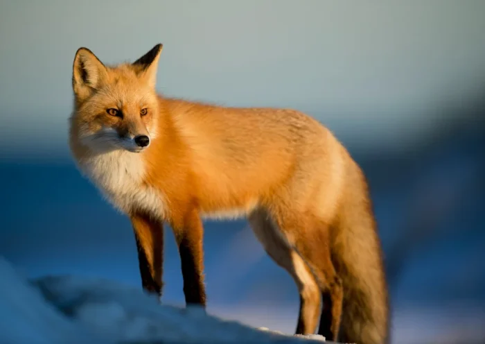 Exploring the cute:vckxjxf4zh0= fox:The Iconic Allure of Foxes