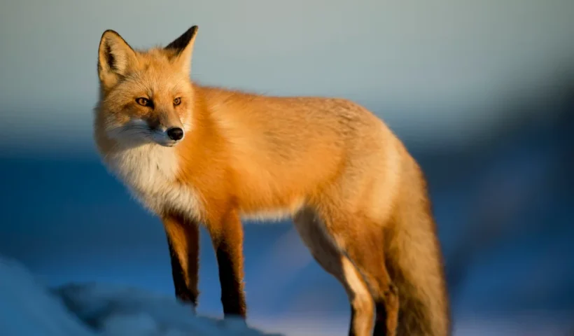 Exploring the cute:vckxjxf4zh0= fox:The Iconic Allure of Foxes