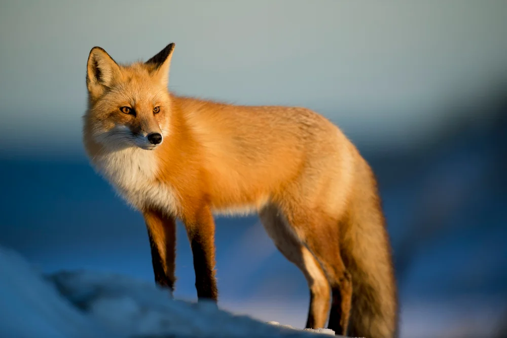 Exploring the cute:vckxjxf4zh0= fox:The Iconic Allure of Foxes